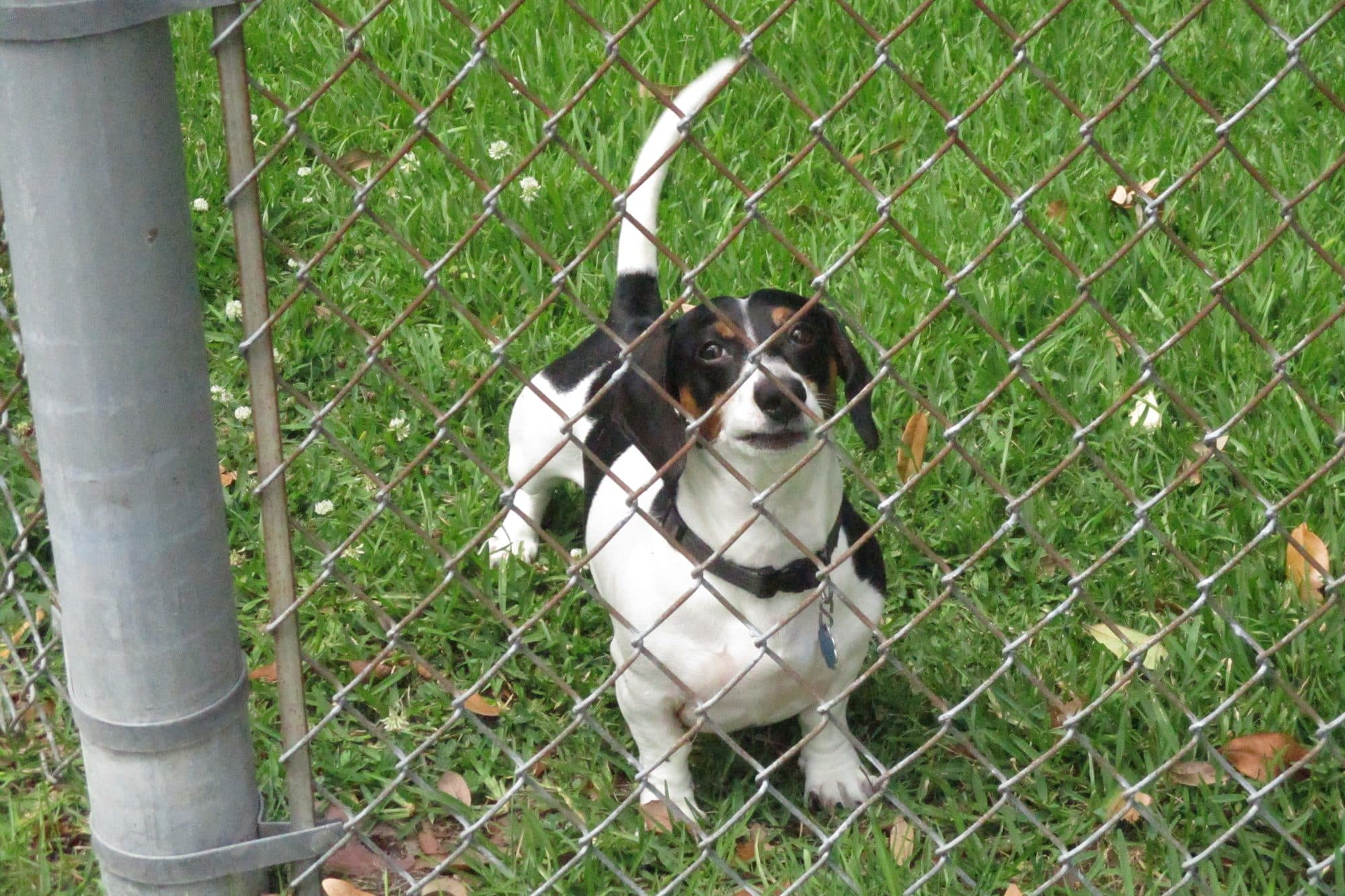 A small black, white and tan dog sitting on the grass behind a chain-link fence.